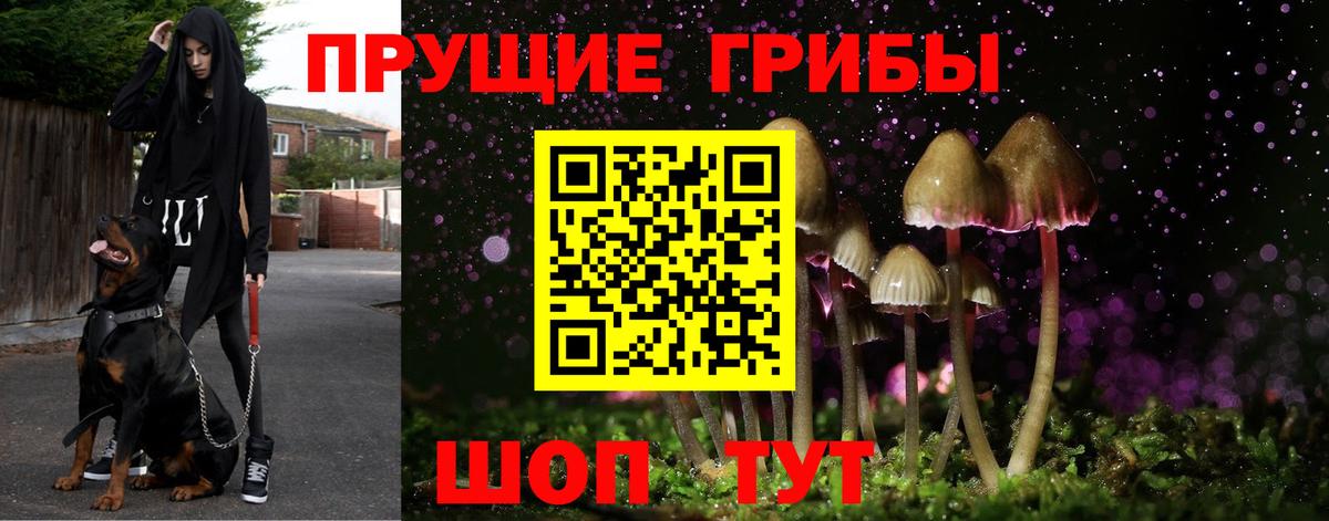 Галлюциногенные грибы Psilocybe  как найти   Майкоп  Вход с VPN 